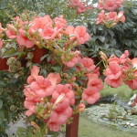 B-Campsis-radicans-meister3