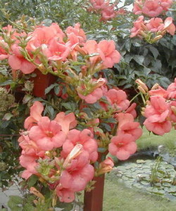 B-Campsis-radicans-meister3