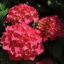 Hydrangea macrophylla Forever&Ever® Red Sensation. - гортензия крупнолистная Forever&Ever Red Sensation.