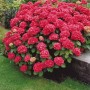 Hydrangea macrophylla Forever&Ever® Red Sensation. - гортензия крупнолистная Forever&Ever Red Sensation2
