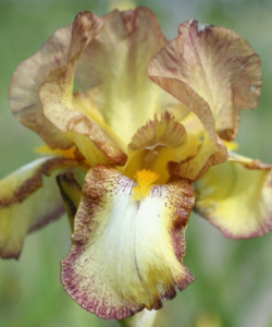 Iris germanica Belvey Queen NEW
