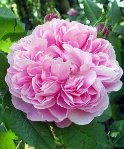 роза  Jacques Cartier (Marchesa Boccella, Marquise Boccella)