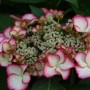 Hydrangea macrophylla «DolceKiss»  (Dolkis) – гортензия крупнолистная «Dolce Kiss»