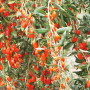 raw-organic-goji-berries-from-Rich-Nature-farms