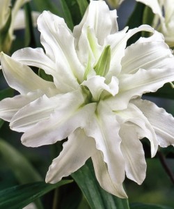 Лилия махровая «Светлейший Ангел».Double Oriental Lily Serene Ange