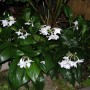 Эухарис-крупноцветковый-eucharis-grandiflora.-1
