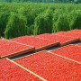 ягоды-годжи