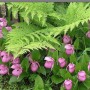 Cypripedium-macranthos-Циприпедиум-Башмачок-крупноцветковый.