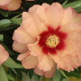 paeonia-itoh-old-rose-dandy-06.297x387.jpg 3