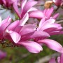 1410354133_magnoliya-betti