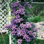 Clematis Multi Blue-Клематис Мульти Блюю