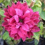 Clematis Red Star-Клематис Ред Стар.