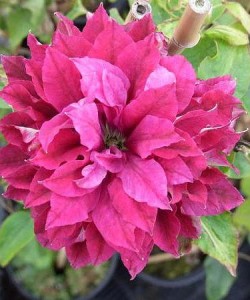 Clematis Red Star-Клематис Ред Стар.