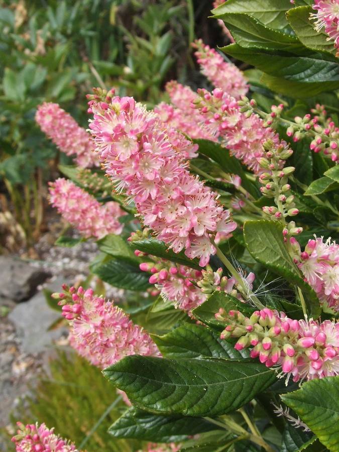 Clethra alnifolia Ruby spice     Ruby spice. 1