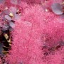 Cotinus coggygria ‘Royal Purple’-Скумпия обыкновенная ‘Роял Перпл’