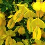 Cytisus Cytisus Golden Sunlight -Ракитник Cytisus Golden Sunlight