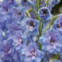 Delphinium Blue Lace Новинка