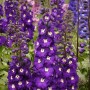 Delphinium Purple Passion Новинка