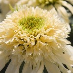 Echinacea-purpurea-Mozzarella-–-эхинацея-Mozzarella