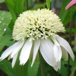 Echinacea-purpurea-«White-Double-Delight»-эхинацея-«White-Double-Delight»