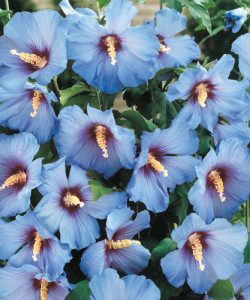 Hibiscus syriacus Blue Satin-Гибискус сирийский  Blue Satin