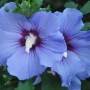 Hibiscus syriacus Blue Satin-Гибискус сирийский  Blue Satin1