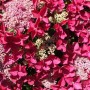 Hydrangea macrophylla Rotschwanz -Гортензия Ротшванц крупнолистная1