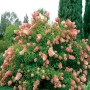 Hydrangea paniculata Pink diamond -Гортензия метельчатая Пинк Диамонд0