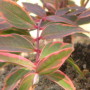 Hypericum moserianum Tricolor-Зверобой moserianum Tricolor2