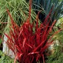 Imperata cylindrica Red Baron-Императа цилиндрическая Ред Барон1