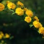 Kerria japonica Pleniflora-Керия японская Пленифлора3
