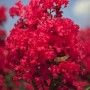 Lagerstroemia INDICA Red Filli1