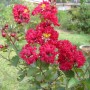 Lagerstroemia INDICA Red Filli