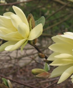 Magnolia ‘Goldstar’ 1