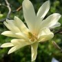 Magnolia ‘Goldstar’