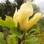 Magnolia ‘Goldstar’