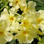 Nerium-Oleander-yellow Олеандр желтый