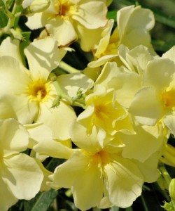 Nerium-Oleander-yellow Олеандр желтый