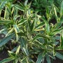 Nerium oleander  Variegatus -Олеандр вариегатный1