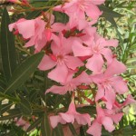 Nerium-oleander-pink1