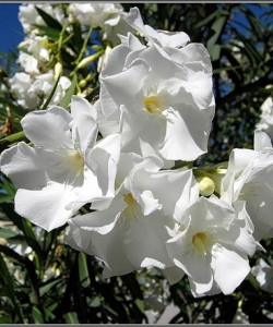 Nerium-oleander-white2