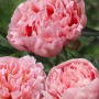 Paeonia_Etched Salmon_02931