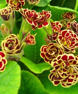Primula-«Elizabeth-Killelay»-P.-Gold-lace-polyantha×-rube-red-double-primrose-примула-«Elizabeth-Killelay»