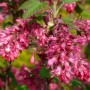 Ribes sanguineum-Смородина кроваво-красная «Кинг Эдвард VII»1