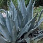 agave-close-up