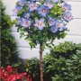 collection_de_2_hibiscus_de_jardin_sur_tiges_1_bleu_1_rouge_r09910237345_0