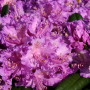 rhododendron-Alfred_rhododendron-hybride-Alfred