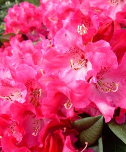 rhododendron-Berliner_liebe _rhododendron-hybride-Berliner_liebe