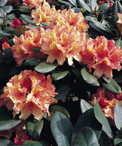 rhododendron-Brasilia_rhododendron-hybride-Brasilia