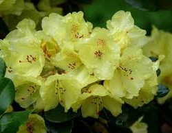rhododendron-Flava_rhododendron-hybride-Flava